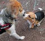 Was Hundehalter in Wickede beachten müssen