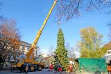 Weihnachtsbaum auf dem Marktplatz aufgestellt