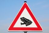 Amphibien-Wanderung: Wer hilft Kröten über die Straße?