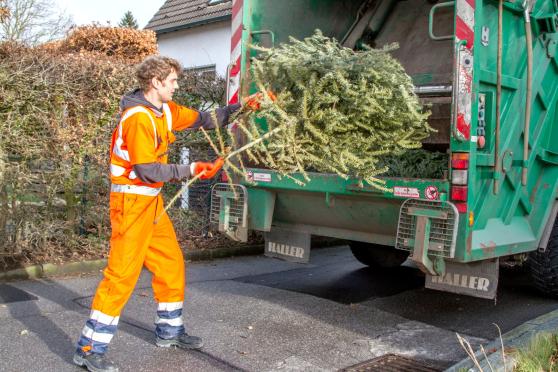 Weihnachtsbäume wurden gestern und heute abgeholt FOTO: ANDREAS DUNKER