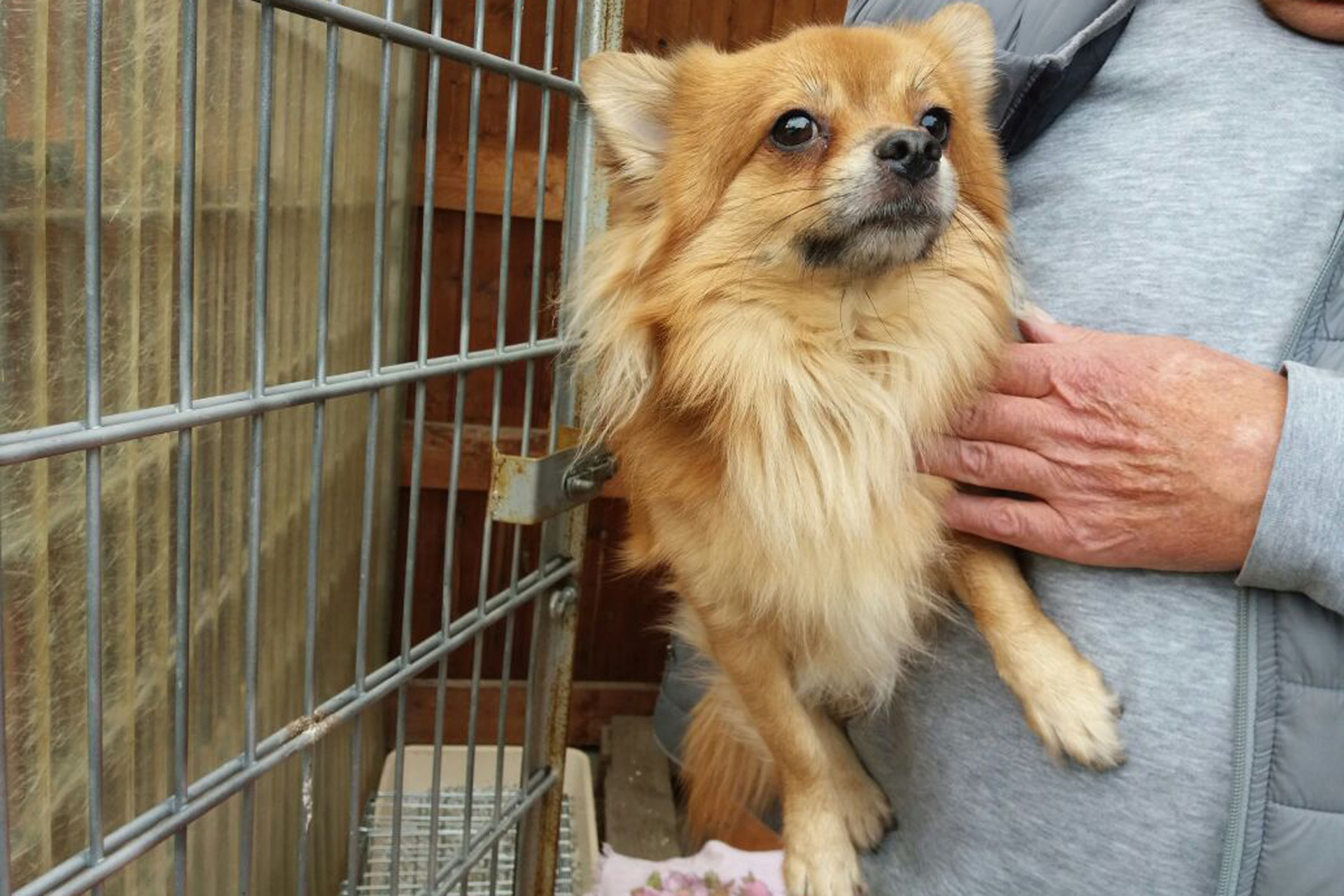 Herrenloser Hund Halter und Hinweisgeber gesucht wickede.ruhr HEIMAT