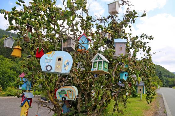 "Vogelhäuschen-Baum" an der Landstraße zwischen Saalhausen und Milchenbach FOTO: ANDREAS DUNKER