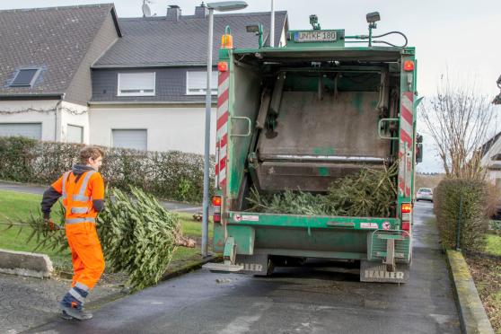 Weihnachtsbäume wurden gestern und heute abgeholt FOTO: ANDREAS DUNKER