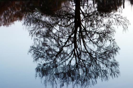 Still ruht der Fluss: Ein Baum am Ufer spiegelt sich im ruhigen Wasser vor dem Obergraben. FOTO: ANDREAS DUNKER