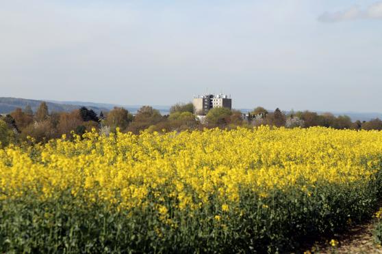 Rapsfeld in Blüte – im Hintergrund: das Hochhaus an der Fichtenstraße in Wickede ARCHIVFOTO: ANDREAS DUNKER