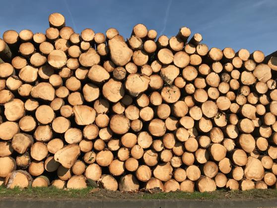 Einer der Fichtenholz-Stapel an der Hövelstraße in Wickede FOTO: ANDREAS DUNKER