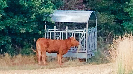 Unserem lokalen Nachrichten-Portal "wickede.ruhr HEIMAT ONLINE" gelang ein Schnappschuss von dem Tier am Mittwochabend an der Futterkrippe. Allerdings nur in der Dämmerung und aus weiter Entfernung. FOTO: ANDREAS DUNKER