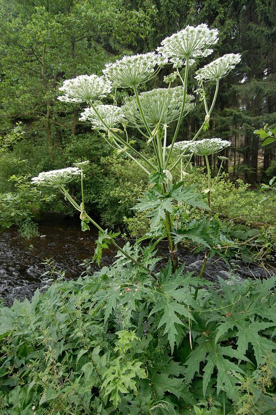 Die Herkulesstaude ist an vielen Gewässern des Kreises Soest zu finden. Sie beginnt momentan zu blühen. Um Bekämpfungsmaßnahmen planen zu können, fragt die Wasserwirtschaft des Kreises Soest nach Standorten. FOTO: WERNER LEIFERT 