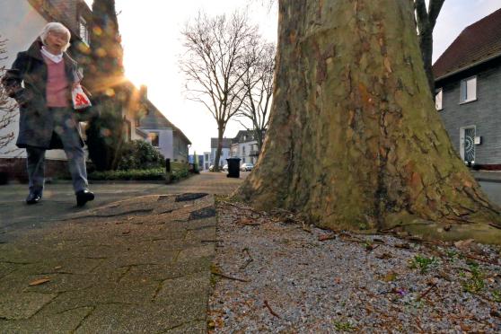 Stolperfallen dank Wurzelwerk: Berg und Tal auf den Gehwegen in der Ringstraße FOTO: ANDREAS DUNKER