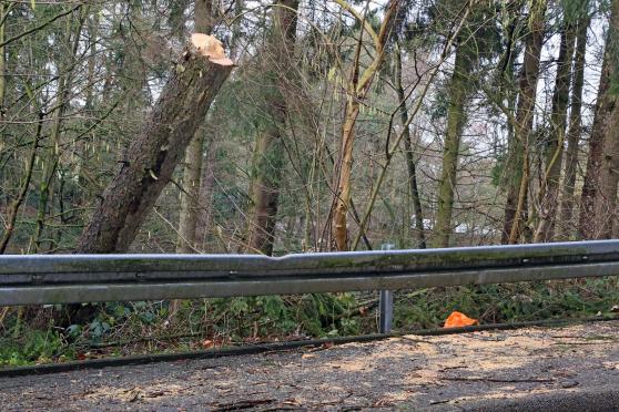 Die Feuerwehr zersägte diesen umgefallenen Baum des Erbke-Waldes an der Hövelstraße in Wickede. FOTO: ANDREAS DUNKER