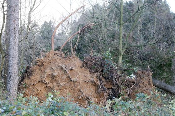 Blick in den Hövel-Wald in Wickede FOTO: ANDREAS DUNKER