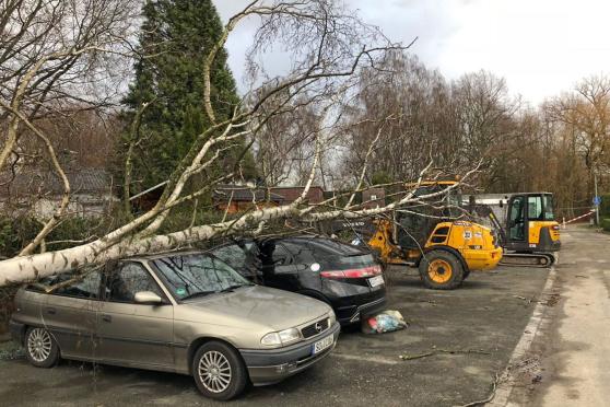 Ein durch die Orkanböen auf Autos gestürzter Baum im Kreis Soest FOTO: KREIS SOEST / LUKAS KOTTER