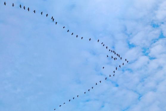 Zugvögel auf der Reise in ihr Winterquartier: Kraniche in V-Formation am Himmel über Wickede FOTO: ANDREAS DUNKER