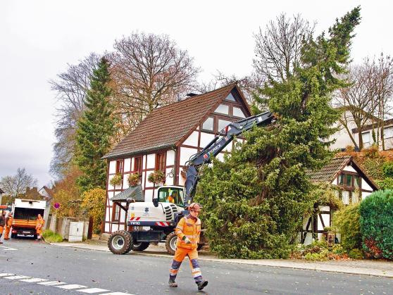 Nachdem Meinolf Wittmers den Stamm der Serbischen Fichte mit der Motorsäge durchschnitten hat, hängt der Baum nur noch am Hydraulikarm des Mobilbaggers des kommunalen Bauhofs, der von Georg Disselkötter gelenkt wird. Im Vordergrund: Bauhof-Mitarbeiter Max Oeleker mit Schutzhelm. Im Hintergrund am Fahrzeug (von links): Meinolf Wittmers, Frank Sattler und Sebastian Sroka FOTO: ANDREAS DUNKER 