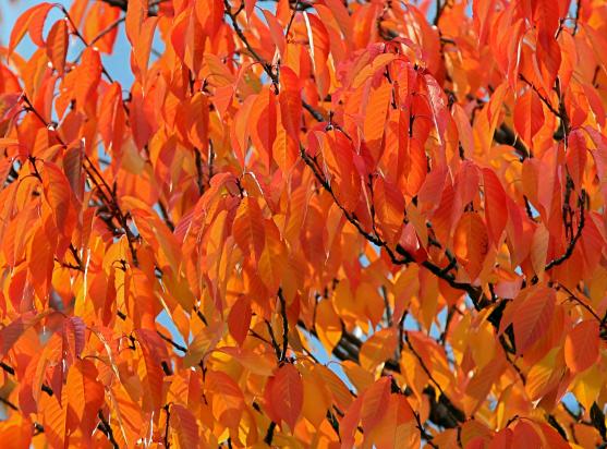 Bunte Blätter – fotografiert im vergangenen Herbstt am Lehmacker in Wickede FOTO: ANDREAS DUNKER