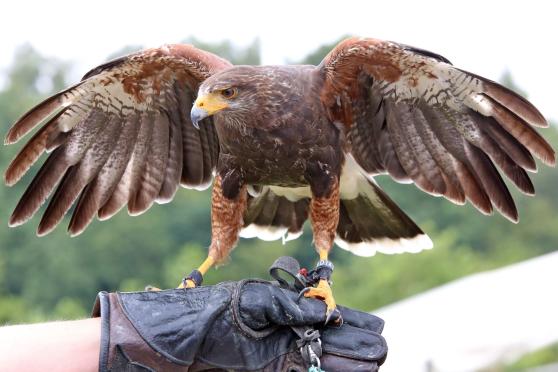 Ein Bussard auf der Hand der Mendener Falknerin Sonja Senica FOTO: ANDREAS DUNKER