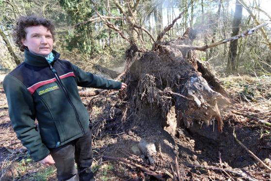 Auch diese Lerche mit Pfahlwurzel wurde am Hövelwald umgeknickt. FOTO: ANDREAS DUNKER