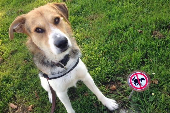 Hunde sollten zum Gassi gehen nicht auf Spielplätze geführt werden: Der Bauhof der Gemeinde appelliert an die Vernunft von Herrchen und Frauchen. FOTO: ANDREAS DUNKER