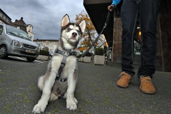 Ein Husky-Hundewelpe in der Wickeder Ortsmitte FOTO: ANDREAS DUNKER