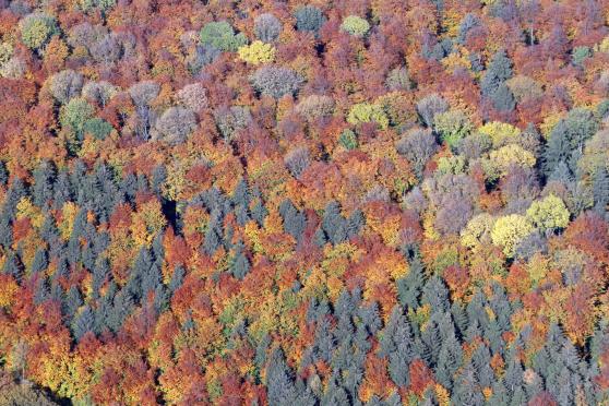 Die ausgeprägte Trockenheit und die sinkenden nächtlichen Temperaturen geben den Bäumen den Impuls zum Umschalten auf den „Herbstmodus“. Im Winter und vor allem bei Frost wird verfügbares Wasser oft knapp: Der Baum bekommt dann kein Wasser aus dem Boden und über die Oberfläche der Blätter würde zu viel Wasser verdunsten. Deshalb lässt der Baum im Herbst die Blätter fallen. Doch vorher entzieht er Ihnen noch wichtige Nährstoffe, darunter auch der grüne Farbstoff Chlorophyll, der das Licht für die Fotosynthese einfängt. Der für den Baum wertvolle Blattfarbstoff wird in Zweigen, im Stamm oder in den Wurzeln bis zum Frühjahr gespeichert. Deshalb kommen gelbe, orangene und rote Farbstoffe zum Vorschein, die im Frühjahr und Sommer vom Chlorophyll überdeckt wurden. Die Folge: Der Wald wird bunt. LUFTBILD: ANDREAS DUNKER / NRW-IMAGE.DE