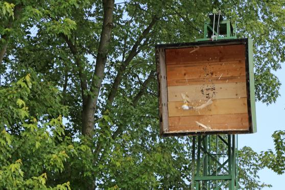 Die letzten Reste des hölzernen Kogeladlers fallen. FOTO: ANDREAS DUNKER