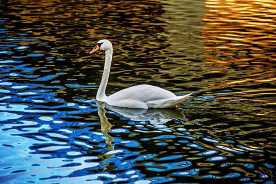 Schwan auf der Ruhr ARCHIVFOTO: ANDREAS DUNKER