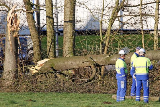 Der abgeknickte Baum am „Jordan" sorgte für den Stromausfall. FOTO: ANDREAS DUNKER
