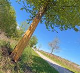 Vandalismus am Ruhrtal-Radweg: Hainbuche muss gefällt werden