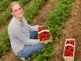 Erdbeeren selbst pflücken: Jetzt sind viele Früchte reif