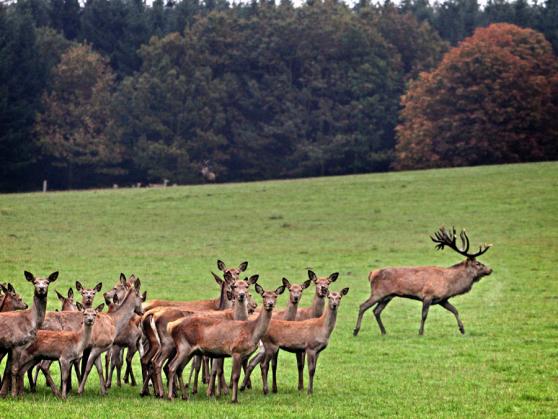 Rehe im Wildwald Voßwinkel in Arnsberg – In dem Tierpark sind keine Hunde erlaubt. FOTO: ANDREAS DUNKER